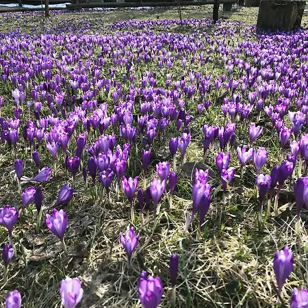 Stare Selo Kolochava