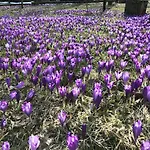 Stare Selo 콜로차바